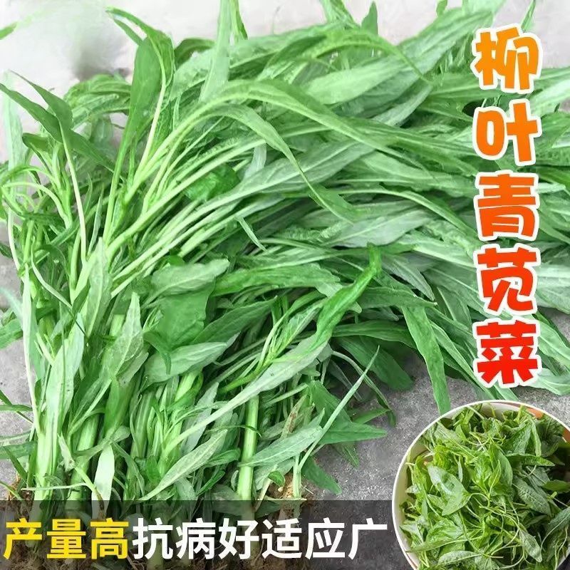 柳叶青苋菜种籽耐热易种蔬菜种孑阳台蔬菜种植尖叶苋菜蔬菜种子