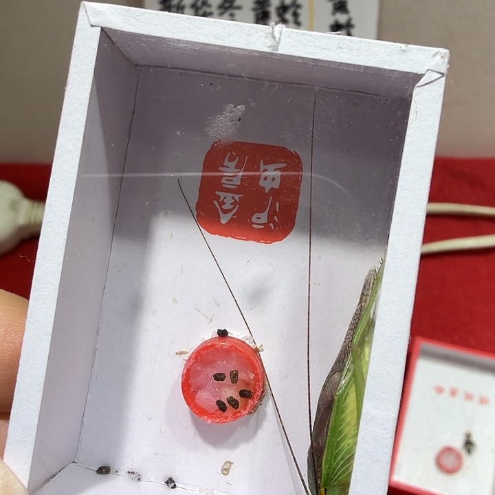 誰***識蟋蟀霍氏一条包邮