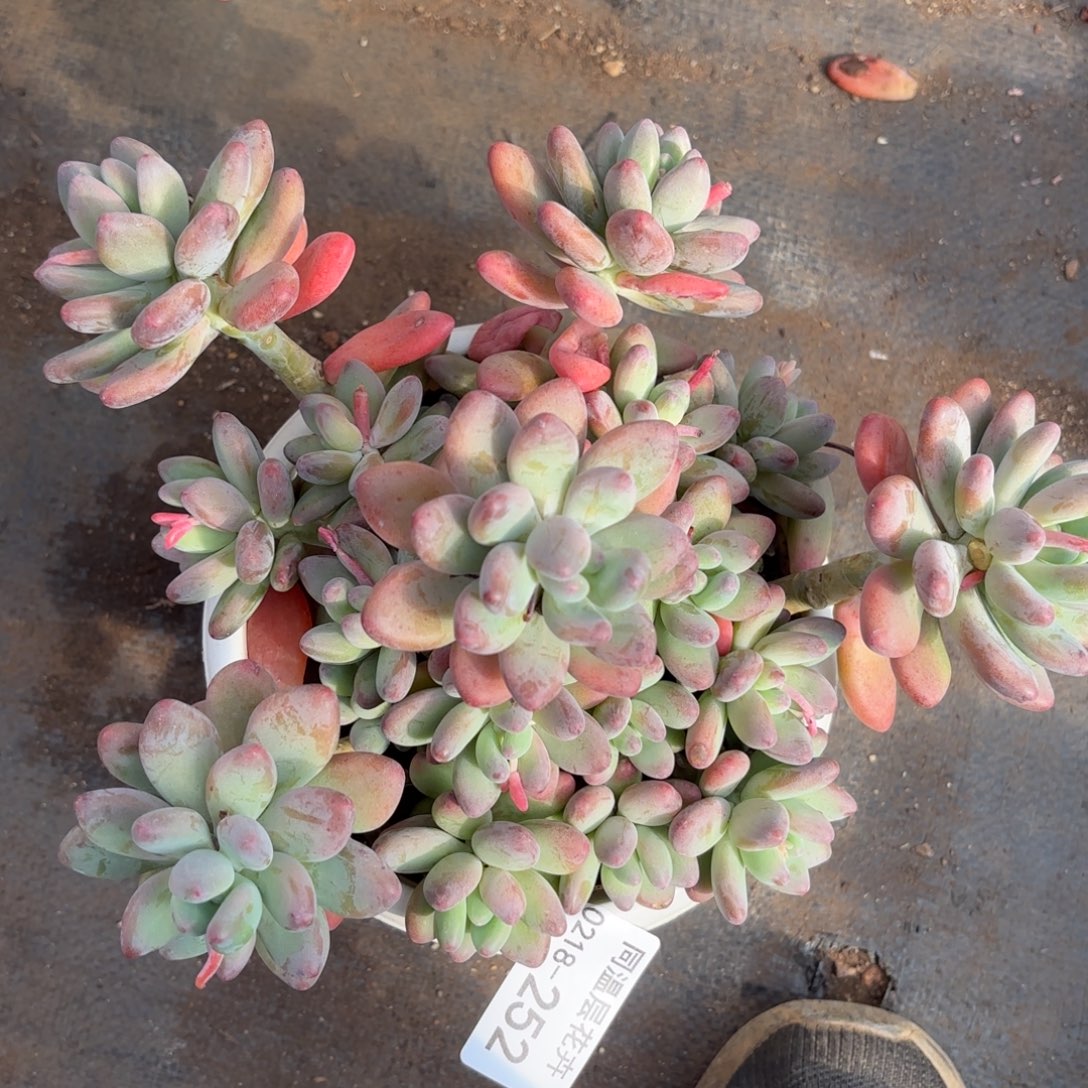 同温层多肉252苹果奶