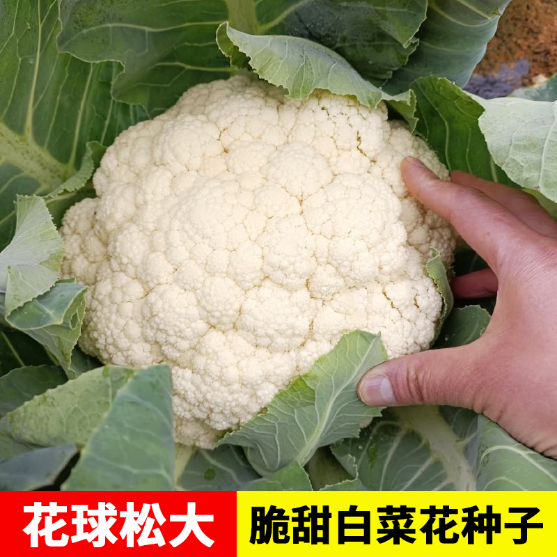 【满5包包邮】白花菜花椰菜种子蔬菜种子四季播种菜园盆栽菜花种子