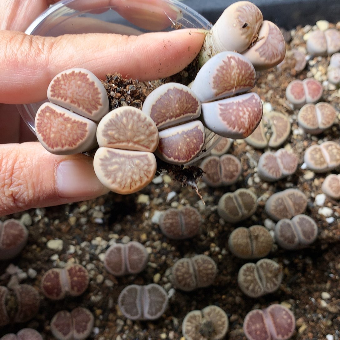 人****茶E447多肉植物保护