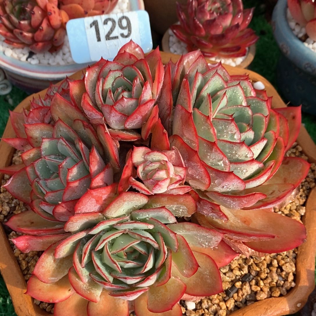 牡丹亭多肉植物盆栽