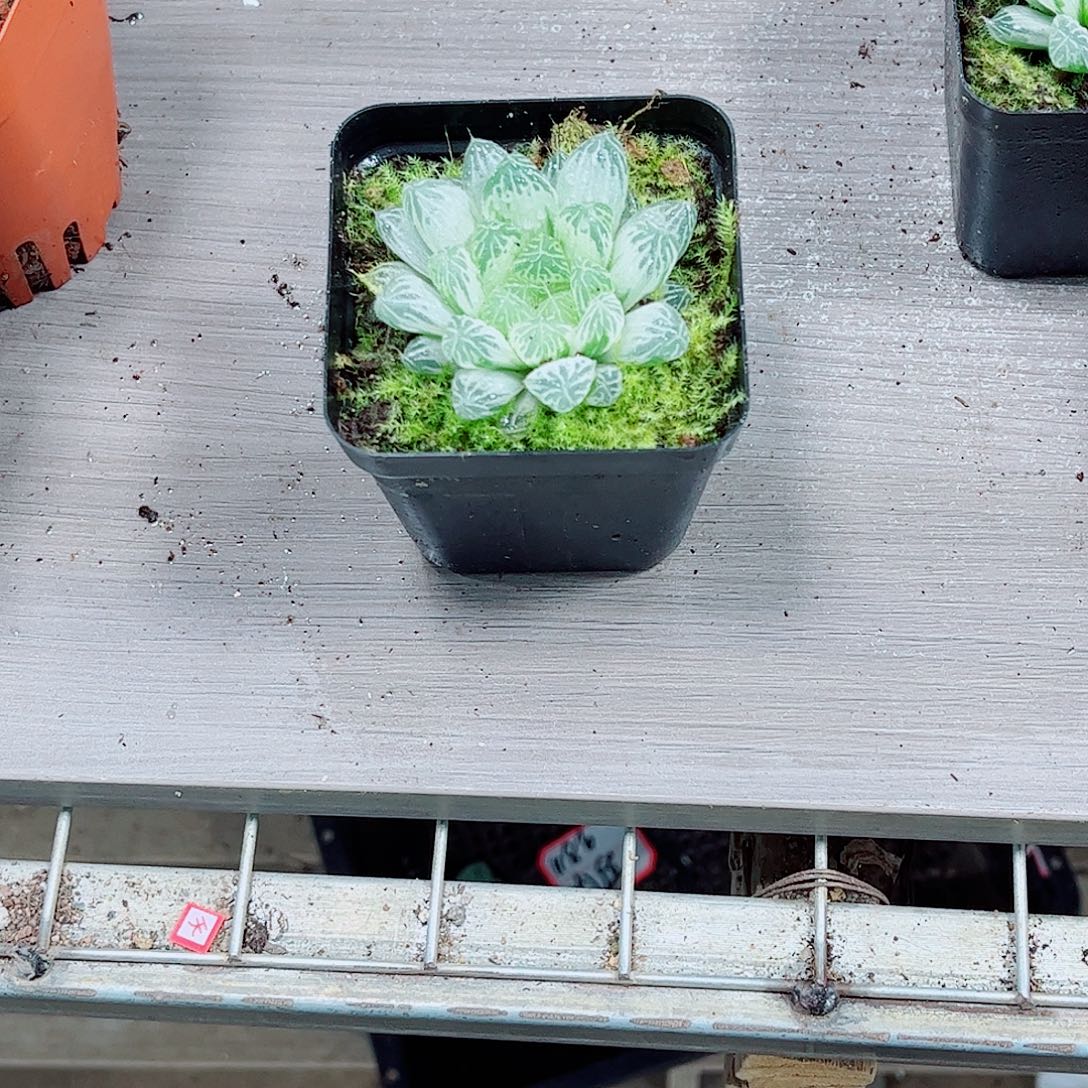 白斑玉露一勿一拍