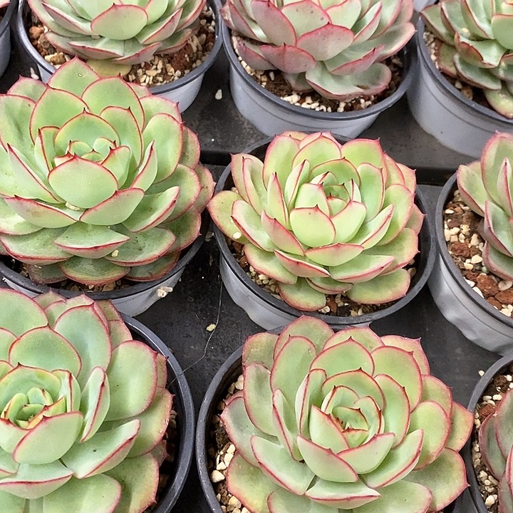 42。牡丹亭。福利多多