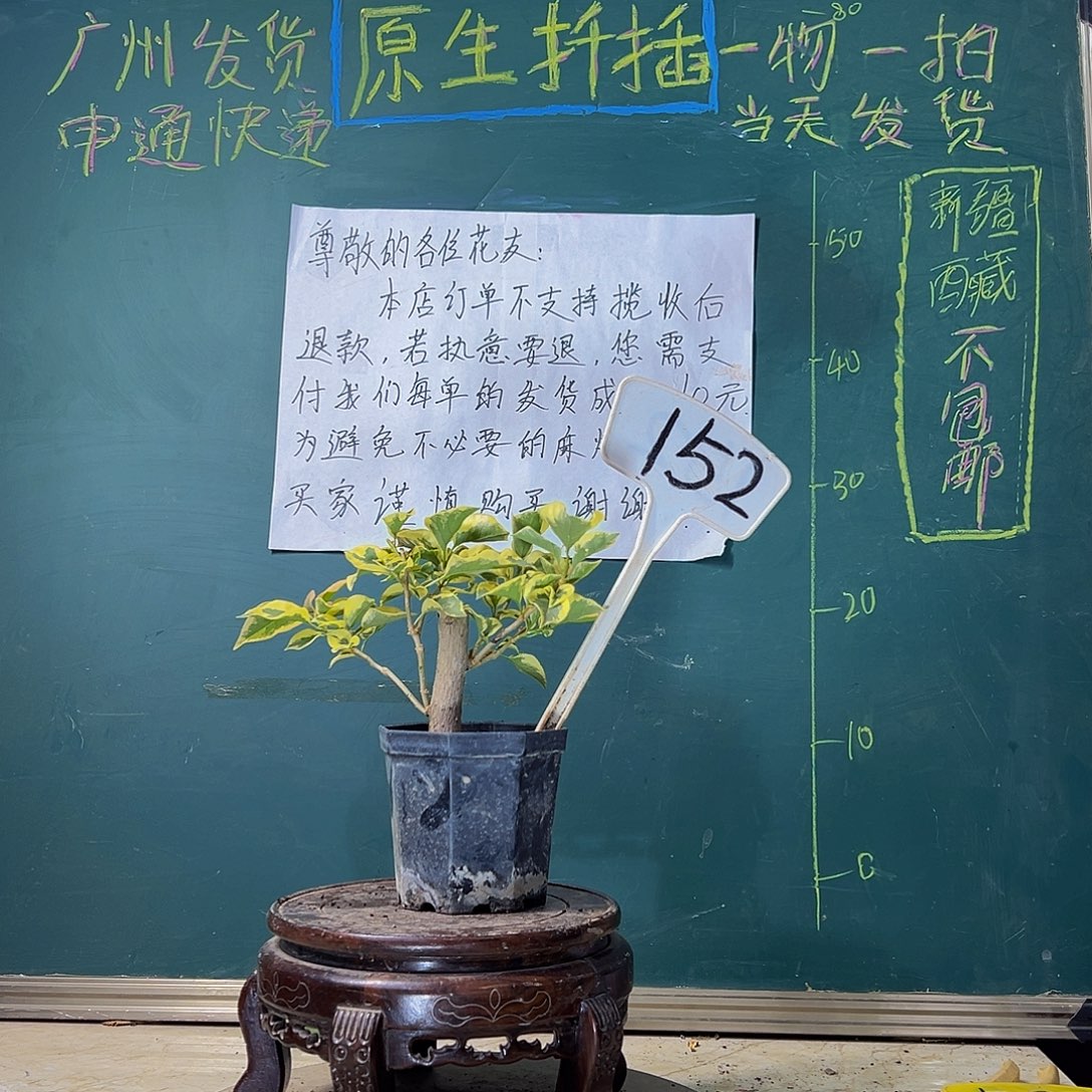 当前无花栽培后可以开花一颗盲盒 大宝 152