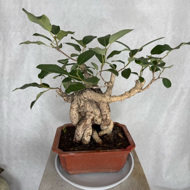 精品老桩大叶榕一物一拍（看好下单不支持退换货）2