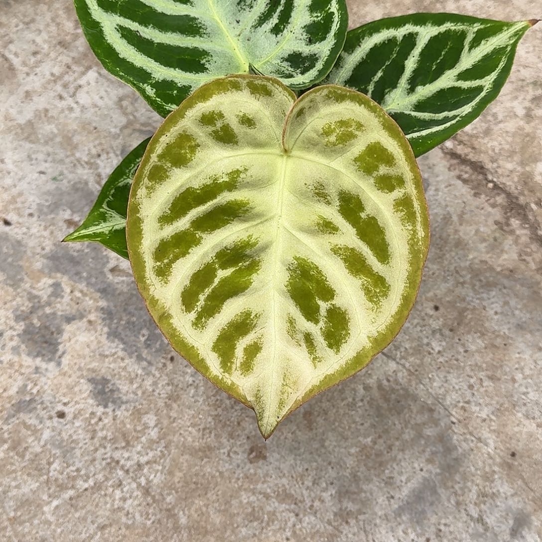 嘟***～完全开放Y03铜锣烧