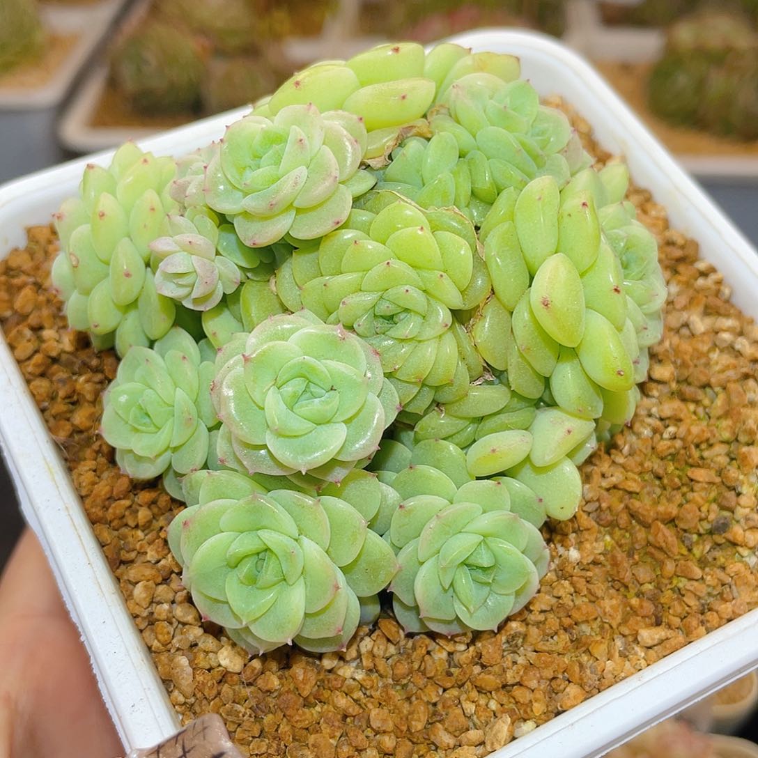370珍妮朵朵哈哈哈哈哈