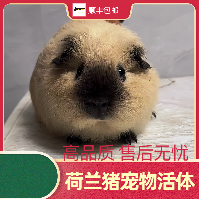 萌宠荷兰猪活体加州美泰英短泰加直播间选购直接拍下发随机同价位
