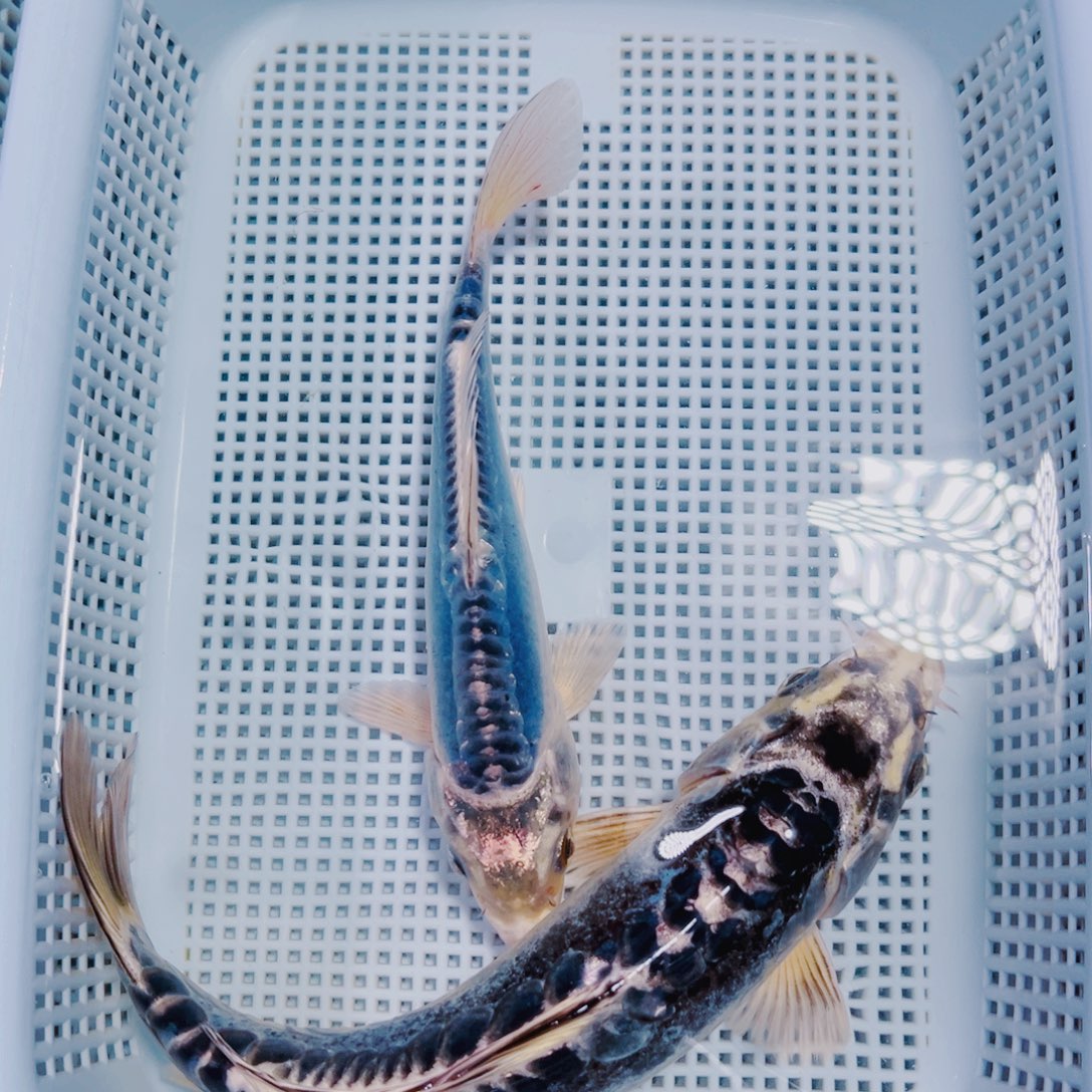 海水鱼锦鲤观赏鱼173