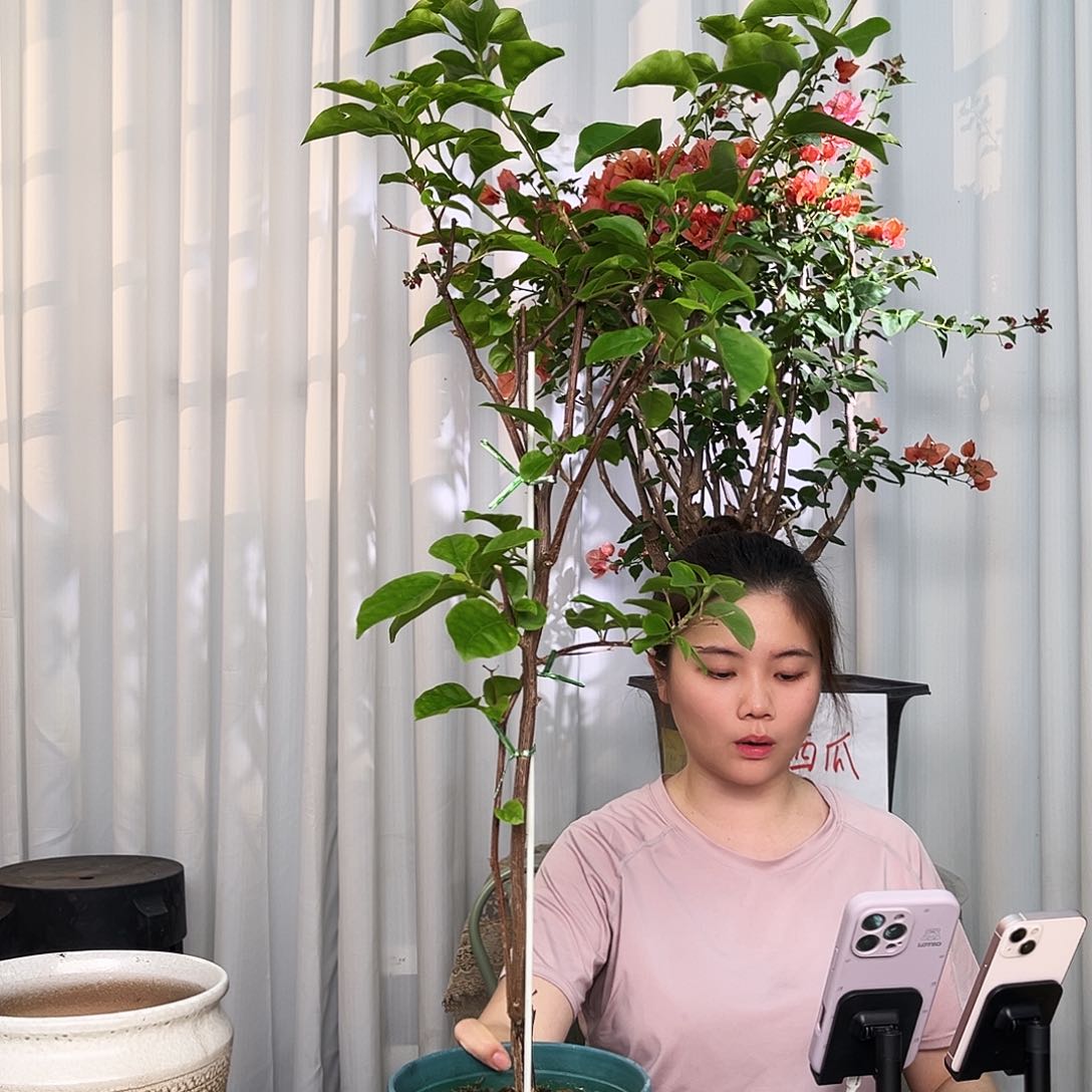 当前无花栽培后可以开花蓝天使带竹一颗