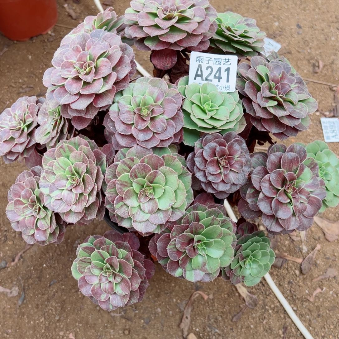 241花夜叶尺寸35左右