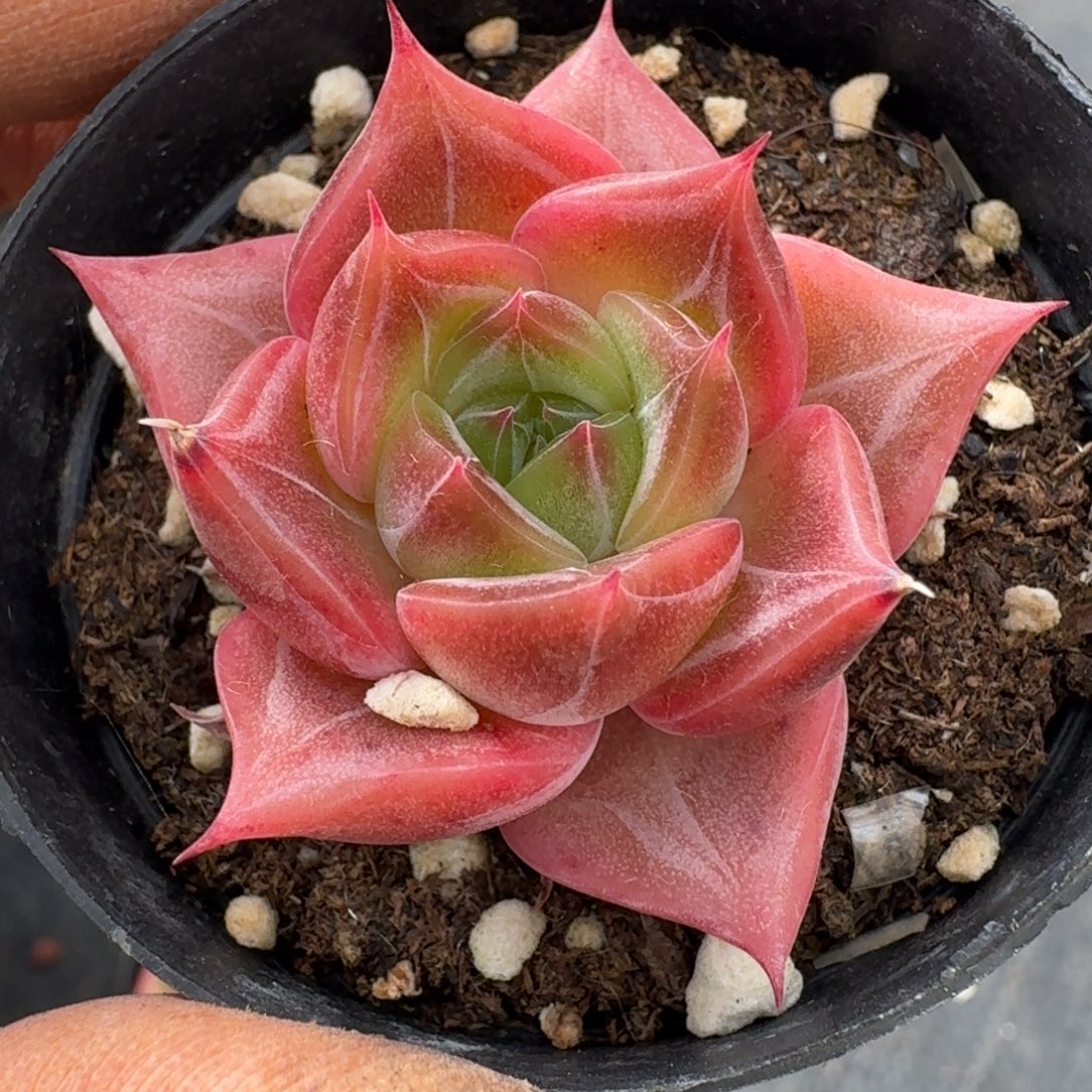 多肉杂交一物一拍8-35