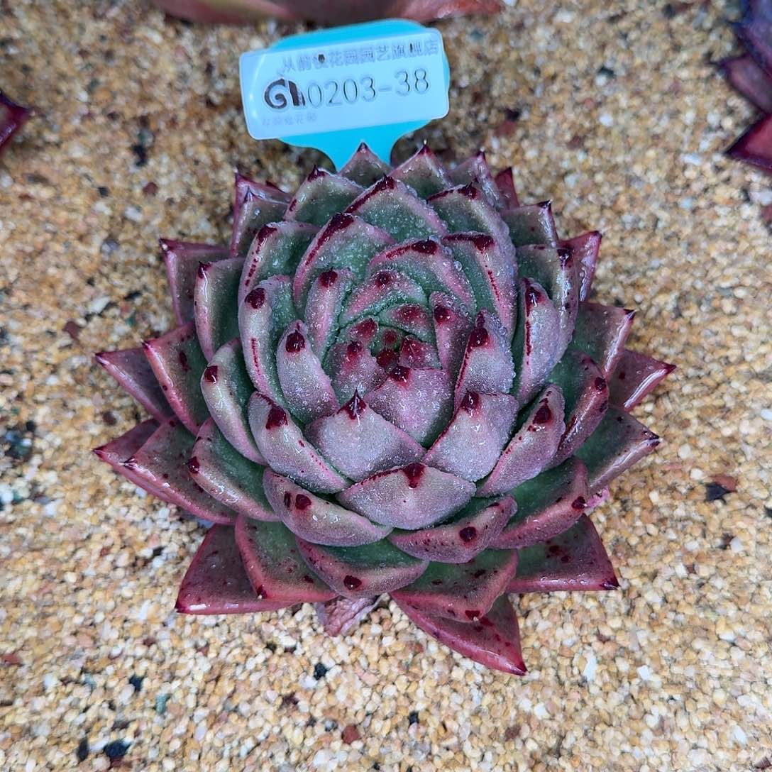 从前慢花园东云多肉0203-38