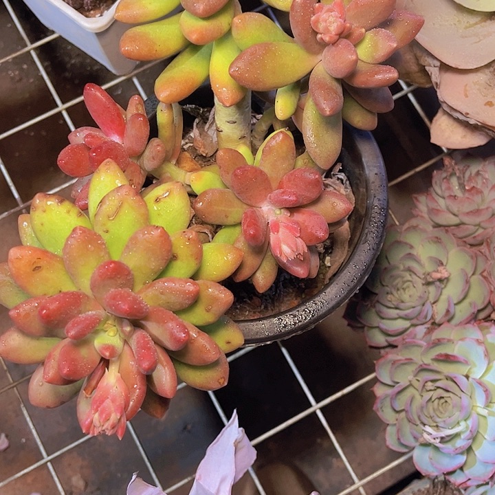 紫*晶不去啦就没机会啊呵呵的啊