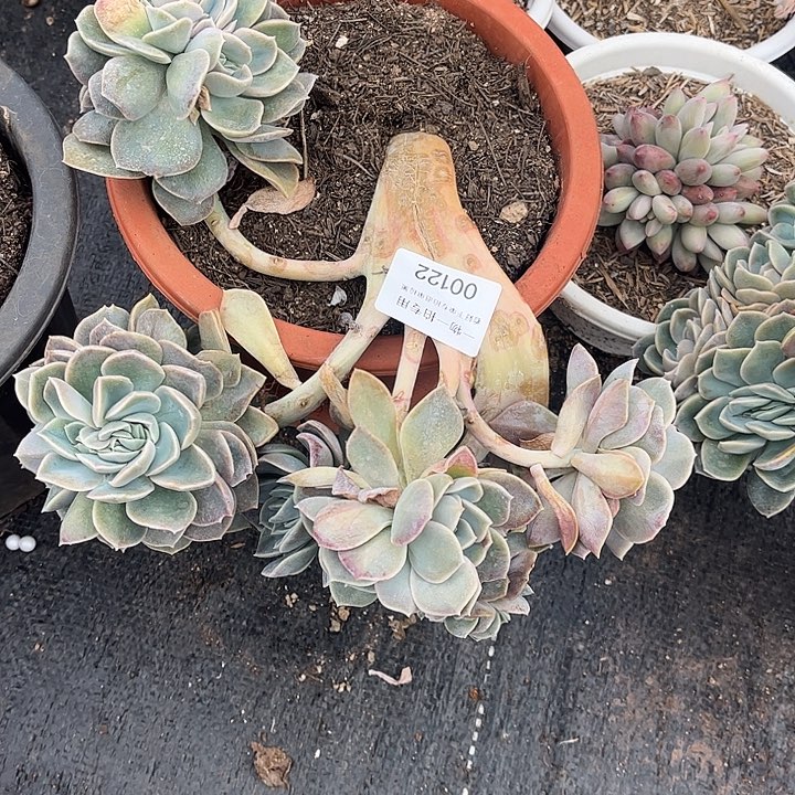 哈利沃森缀化，一物一拍，有瑕疵