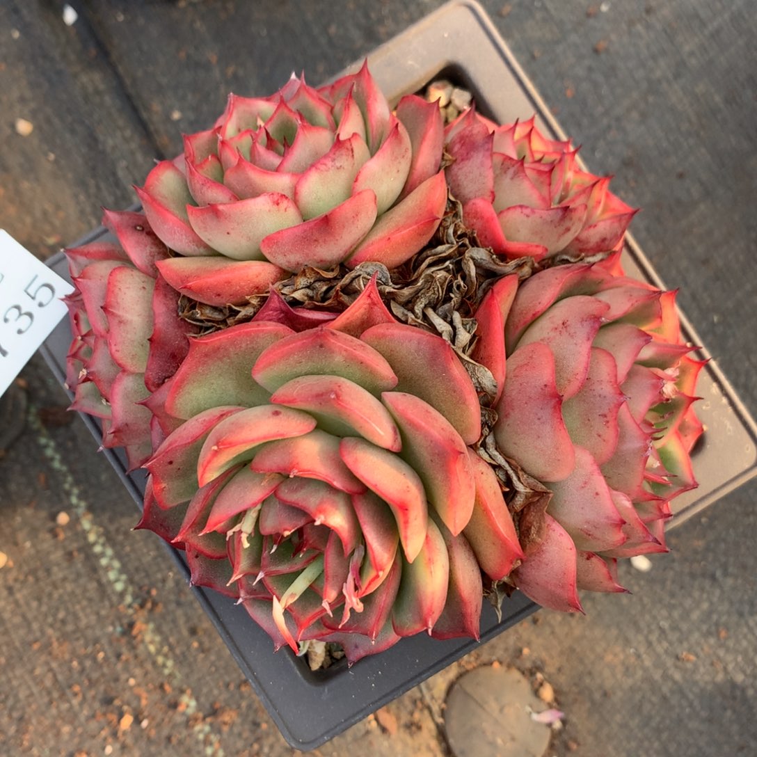 3735杂交精品基地12厘米