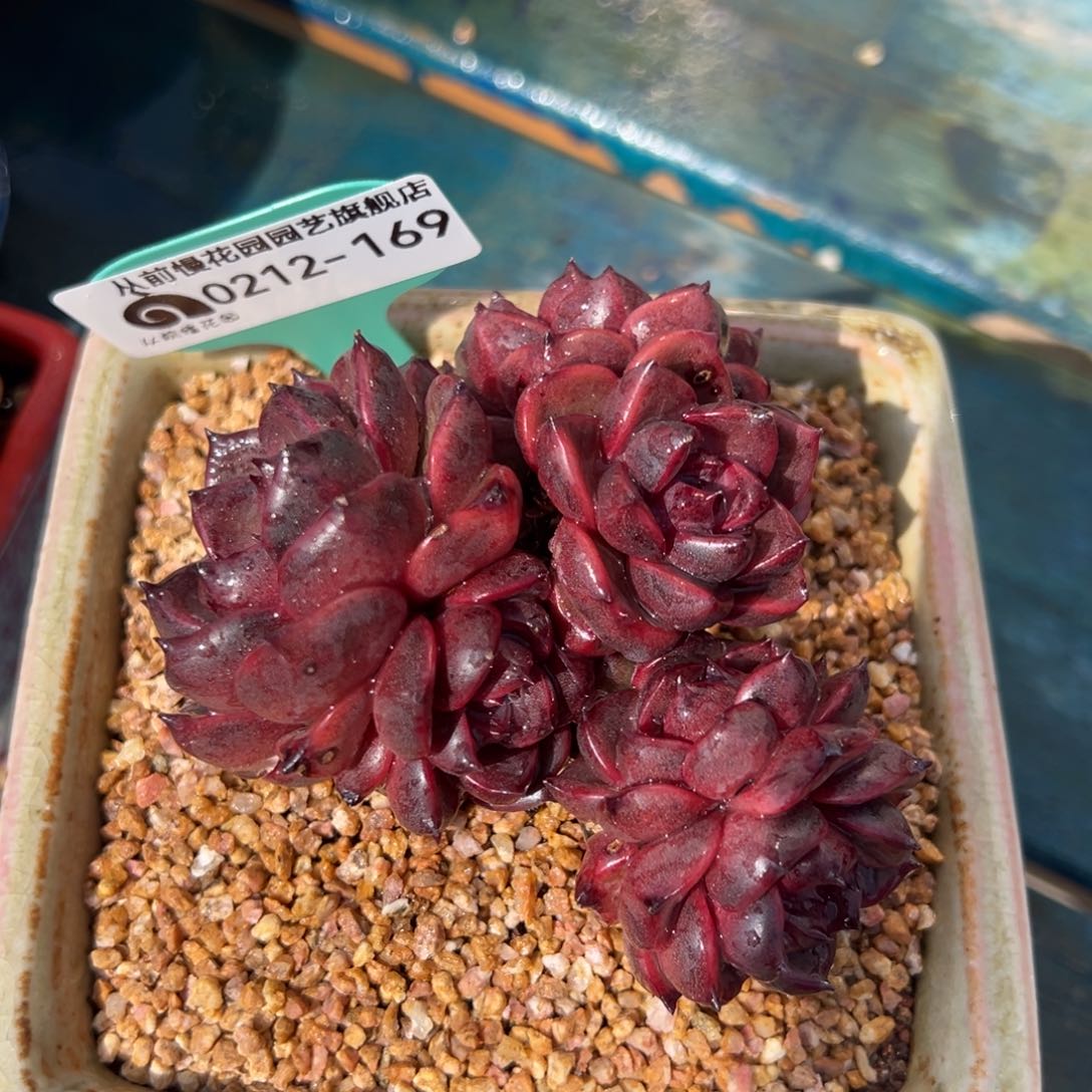 从前慢多肉精选编号0212.169