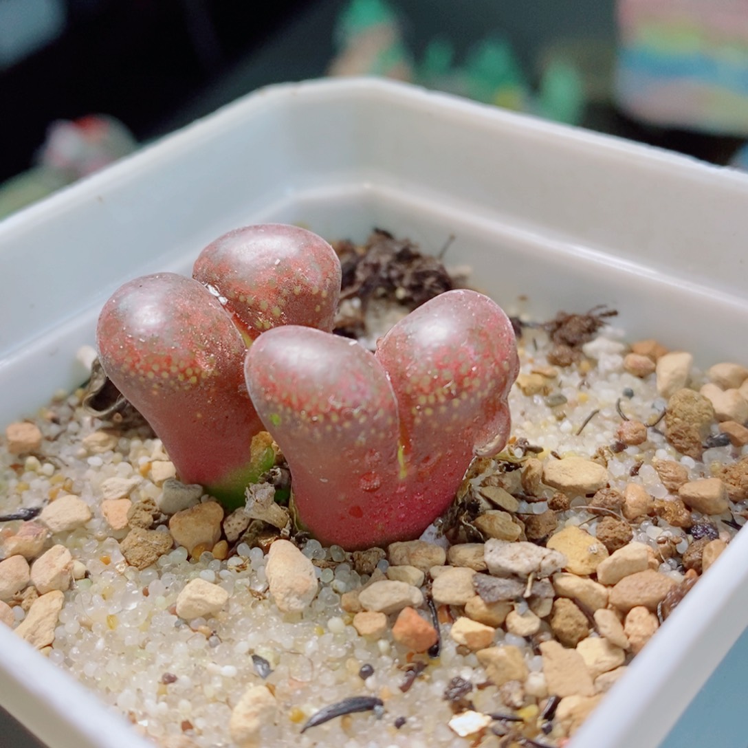 生石花花哈哈哈哈花花106
