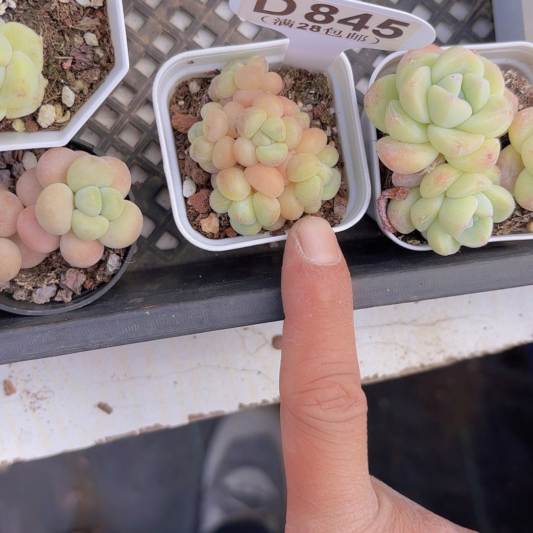 D845泡泡糖一物一拍