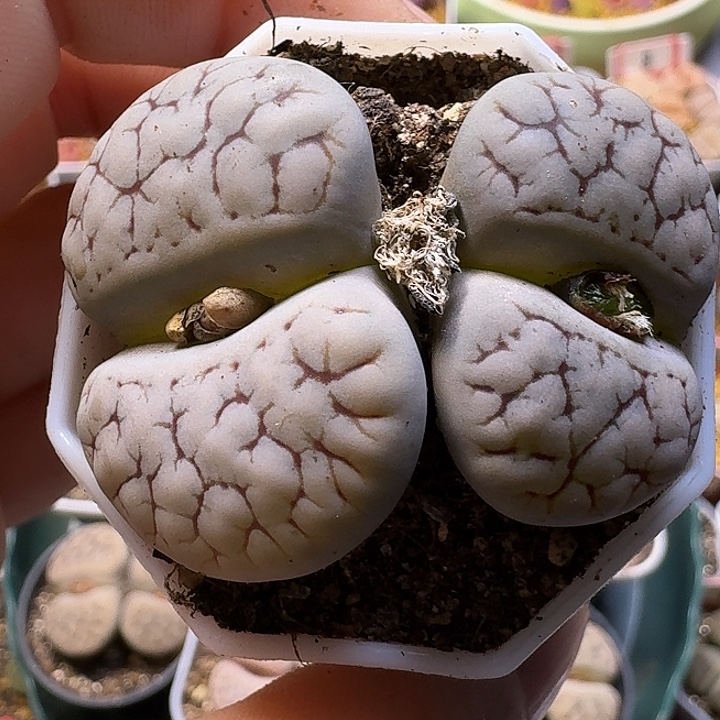 一***ღ生石花1111212。 272