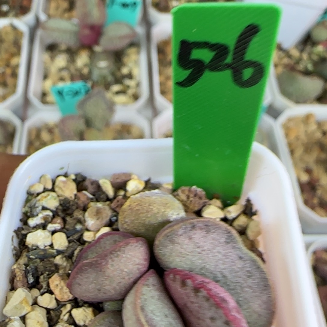 编号526底叶插，四方盆发