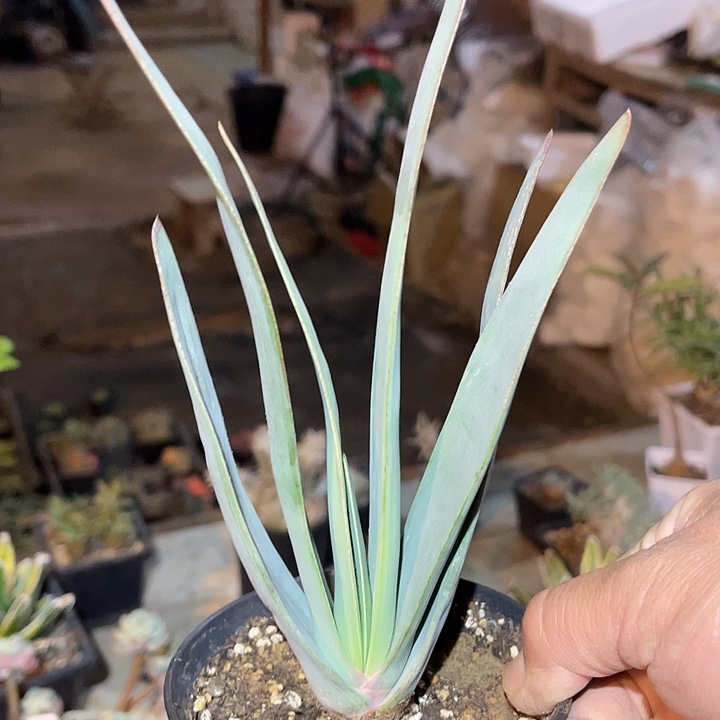 满38包邮2天凑单，脱土晾根发货多肉植物