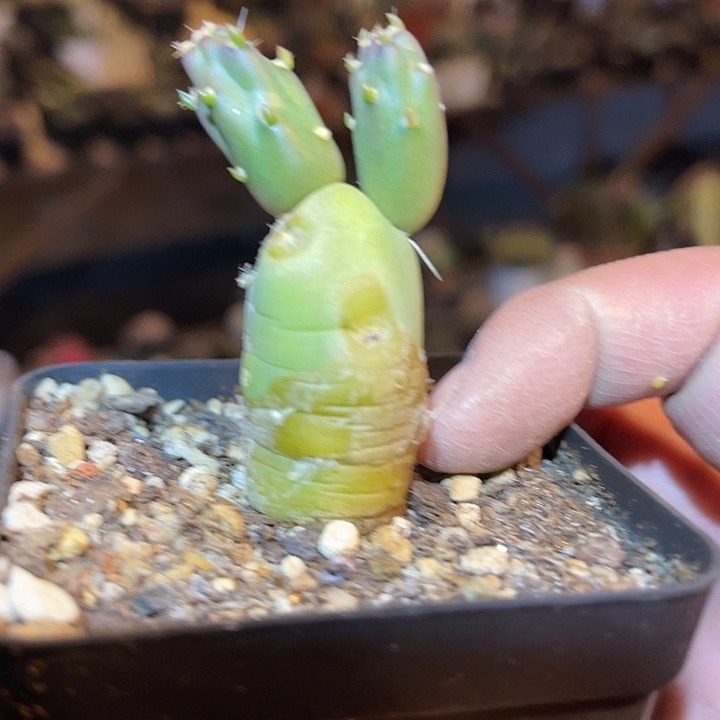 满38包邮2天凑单，脱土晾根年后发货多肉