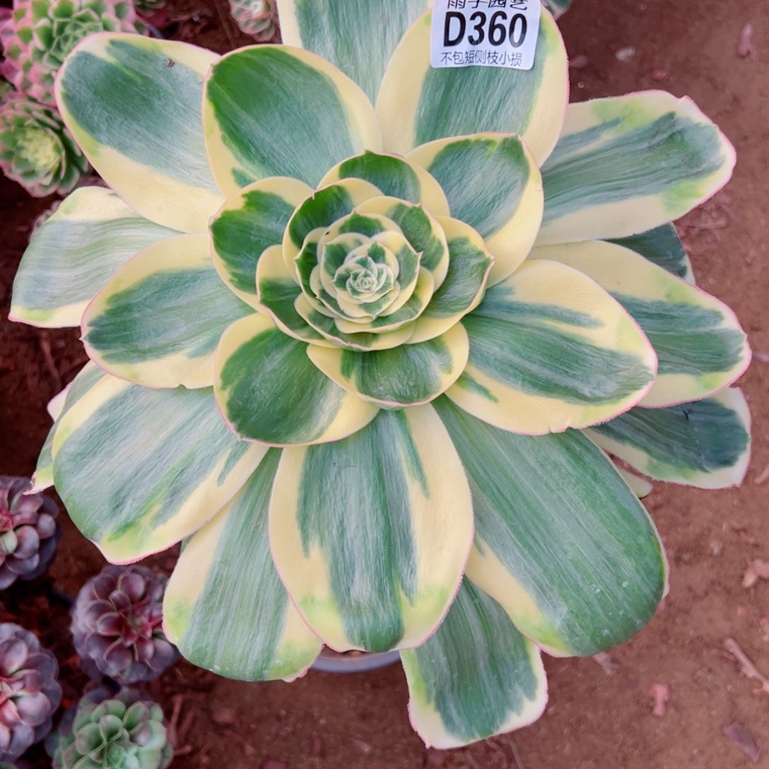 360君美丽雨子多肉植物