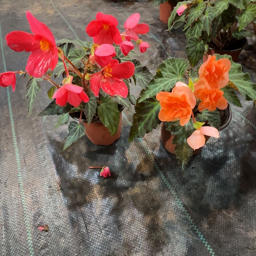 130初吻➕130香槟球根海棠