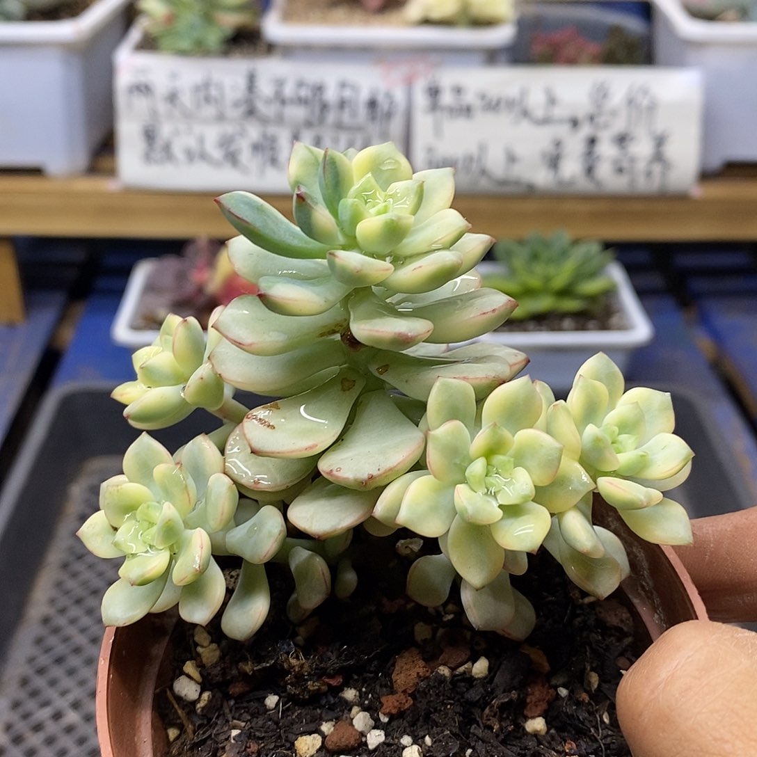 11103 探戈锦自然群