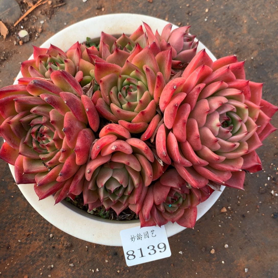 8139杂交多肉老桩