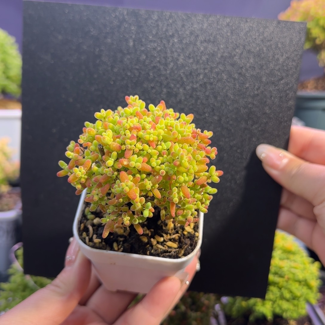 dy0680精控蜜橘老桩双岔冠服5.5cm