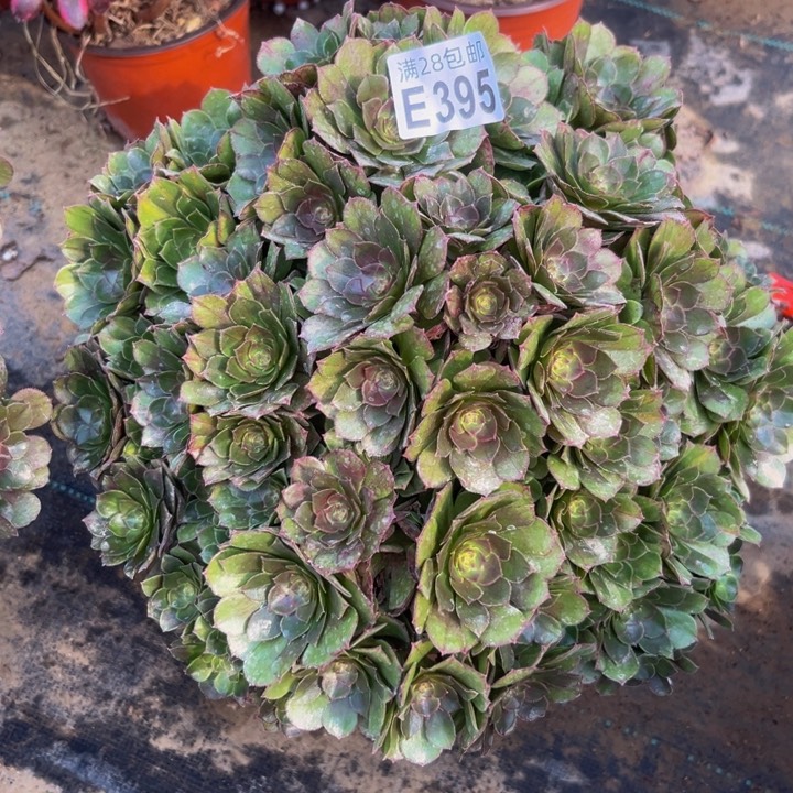 395多肉植物一物一拍