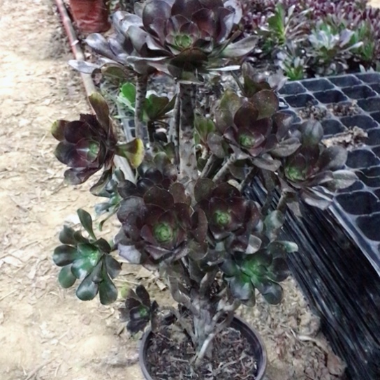 有***下灰圆叶法师多肉植物42