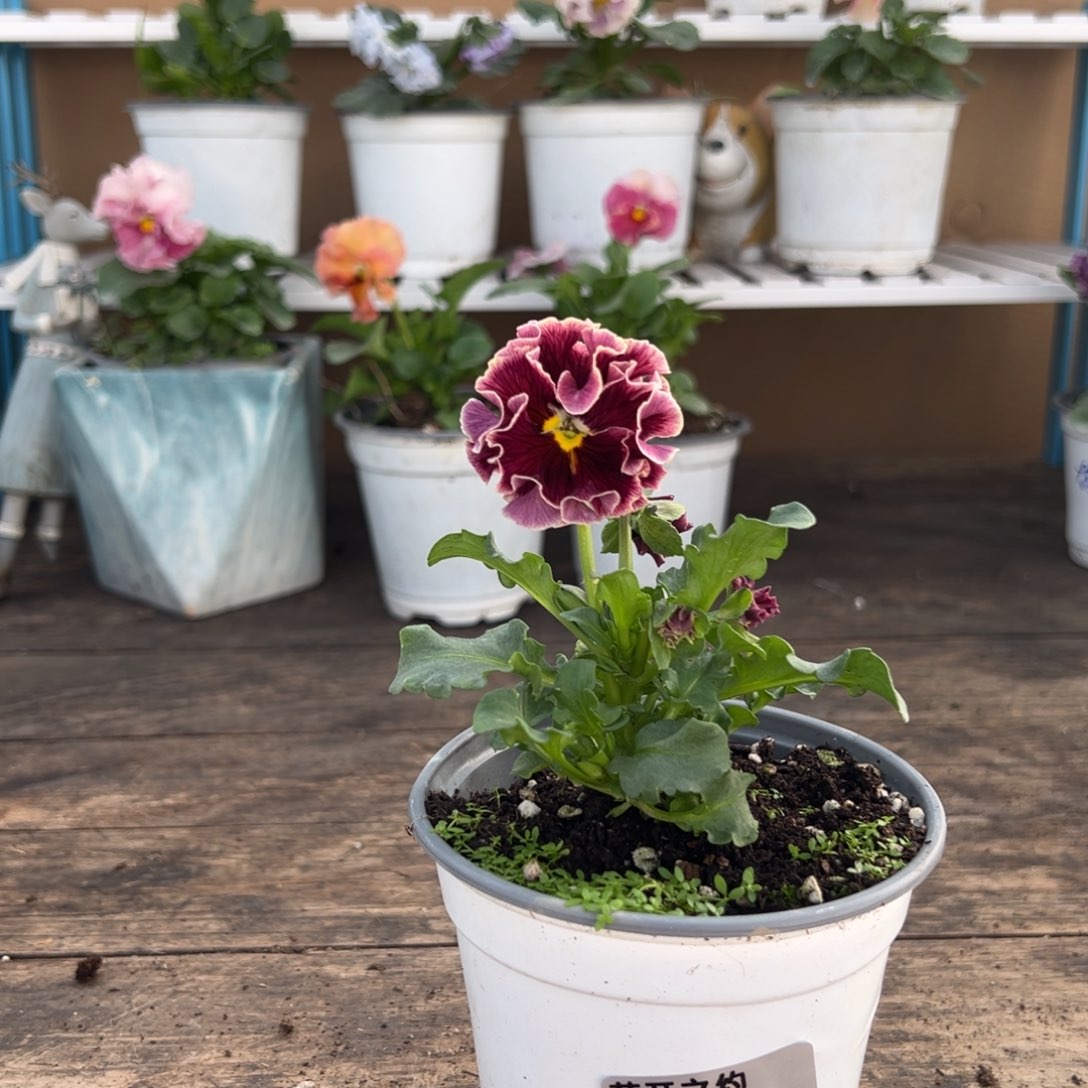 【闪购商品】完全开放109号