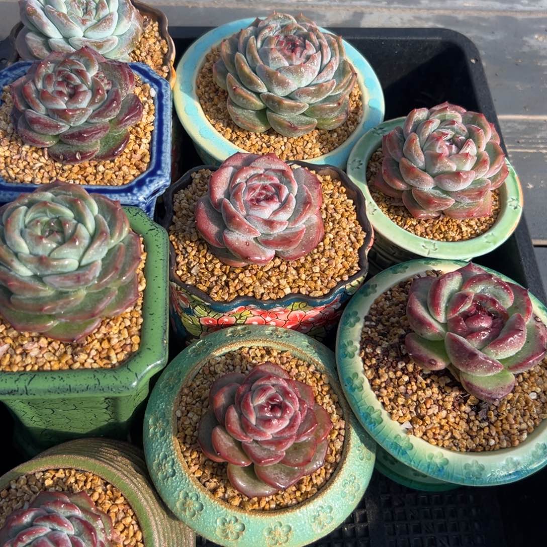 从前慢花园多肉编号1127-242