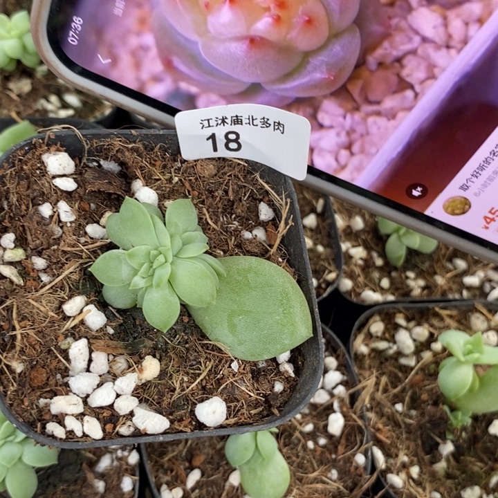 标18玻璃体秃子珍妮一个