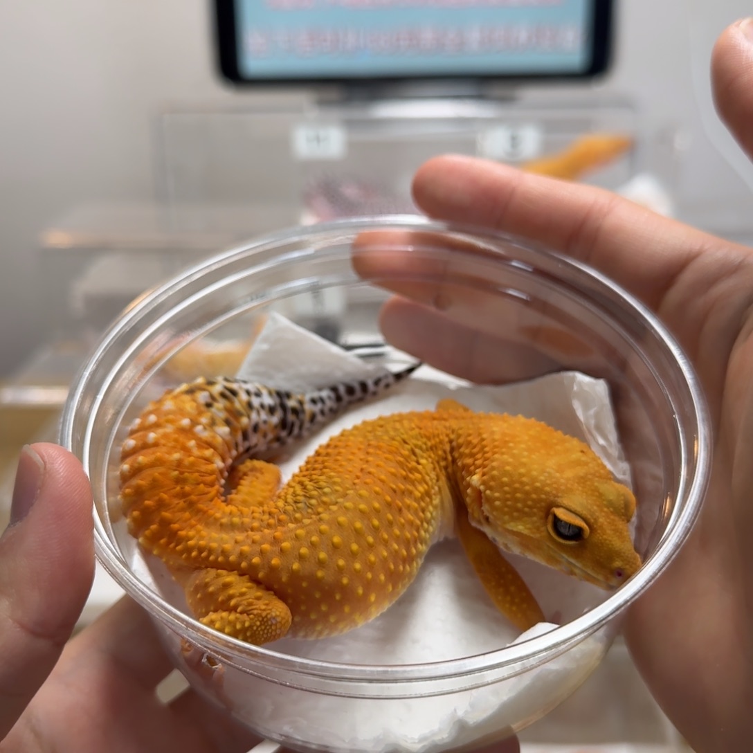 豹纹守宫蜜桔妹妹