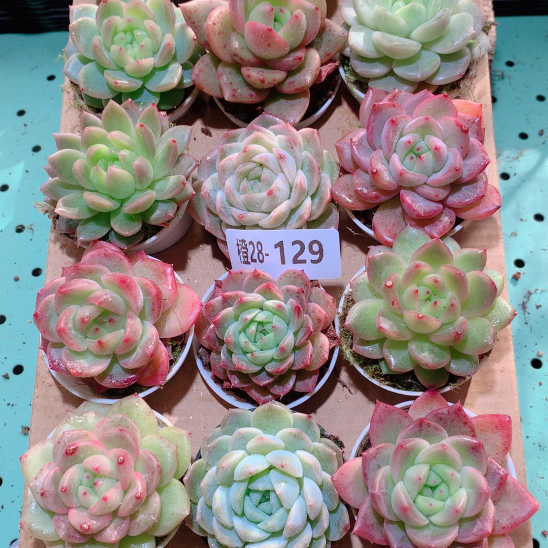 28-129一物一拍多肉带盆18颗