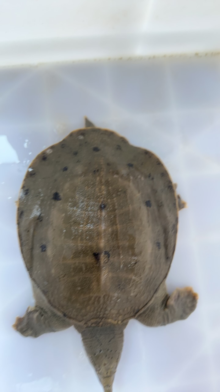 天然草鱼野生鱼大河自然生长