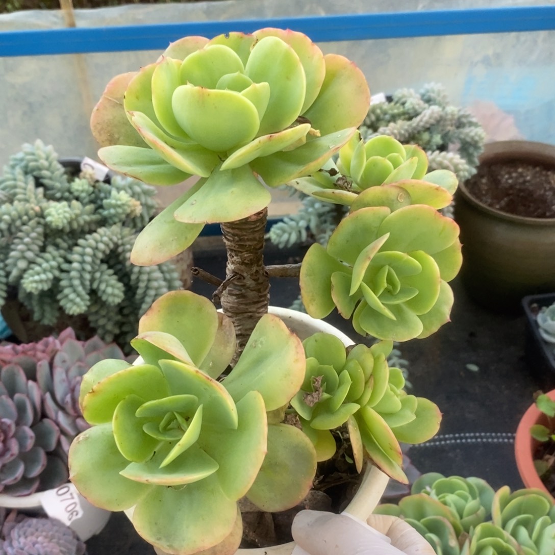 0709碧桃老桩一物一拍