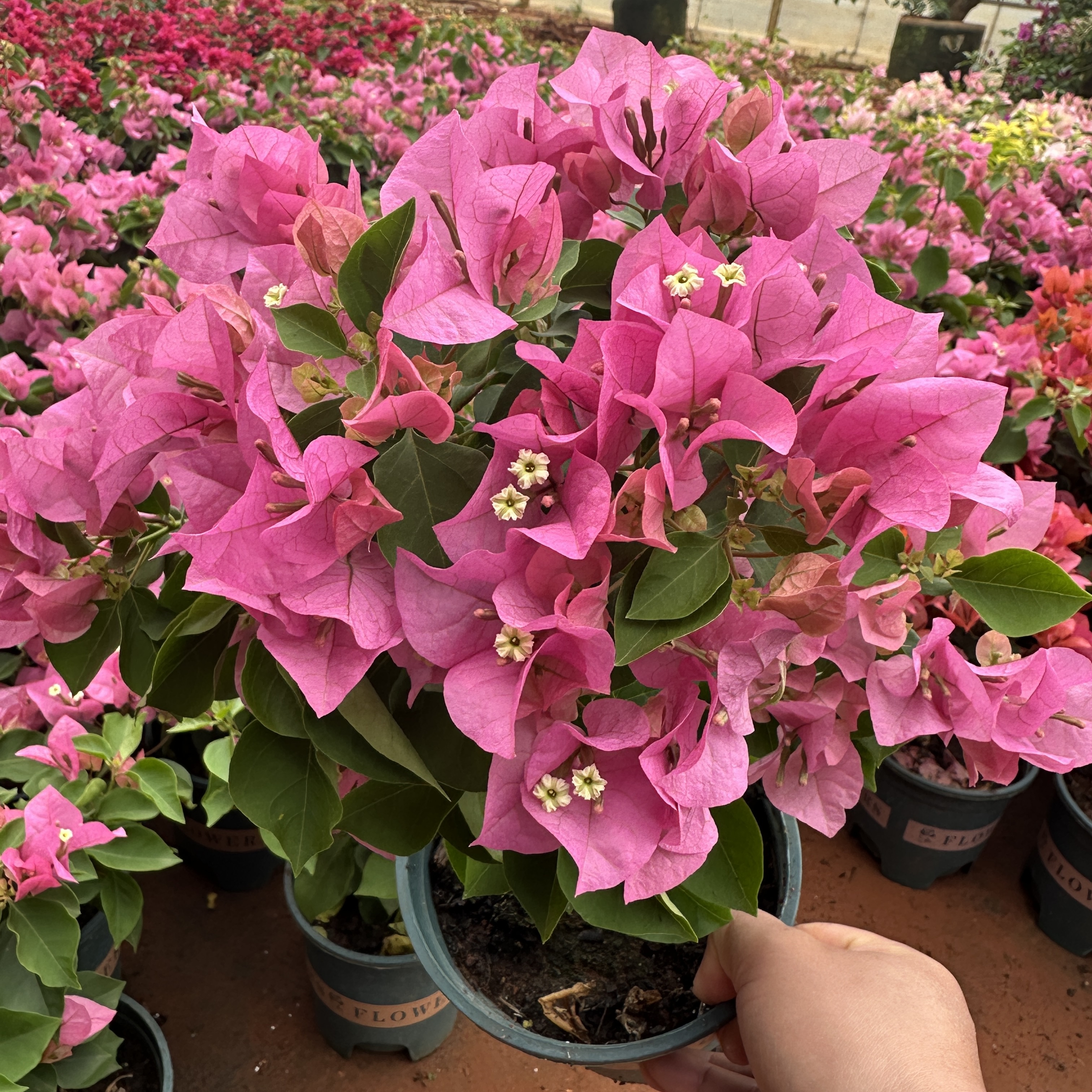 彩色三角梅一物一拍【小王子5店】运输途中可能会掉花掉叶