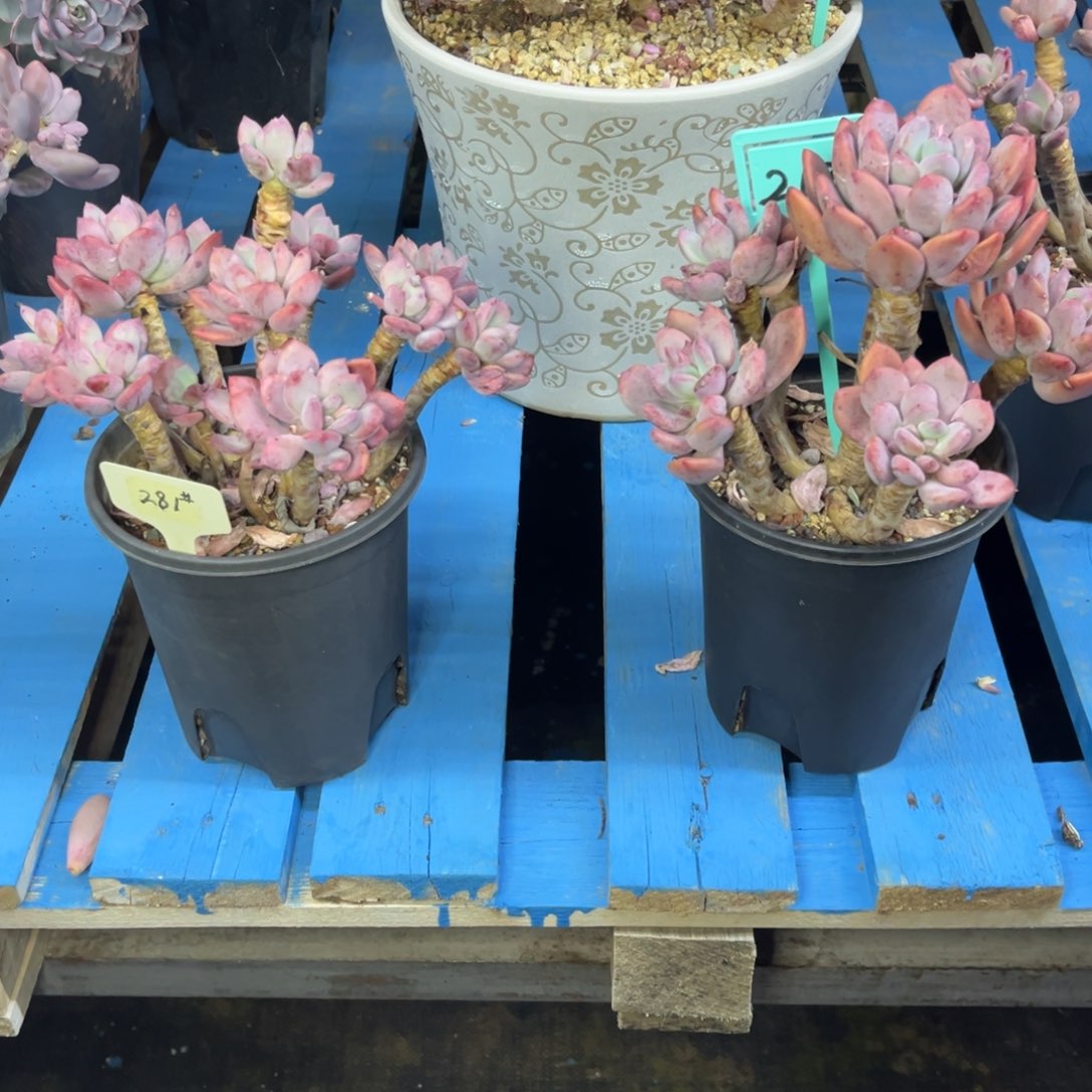 小雨多肉一物一拍灰姑娘