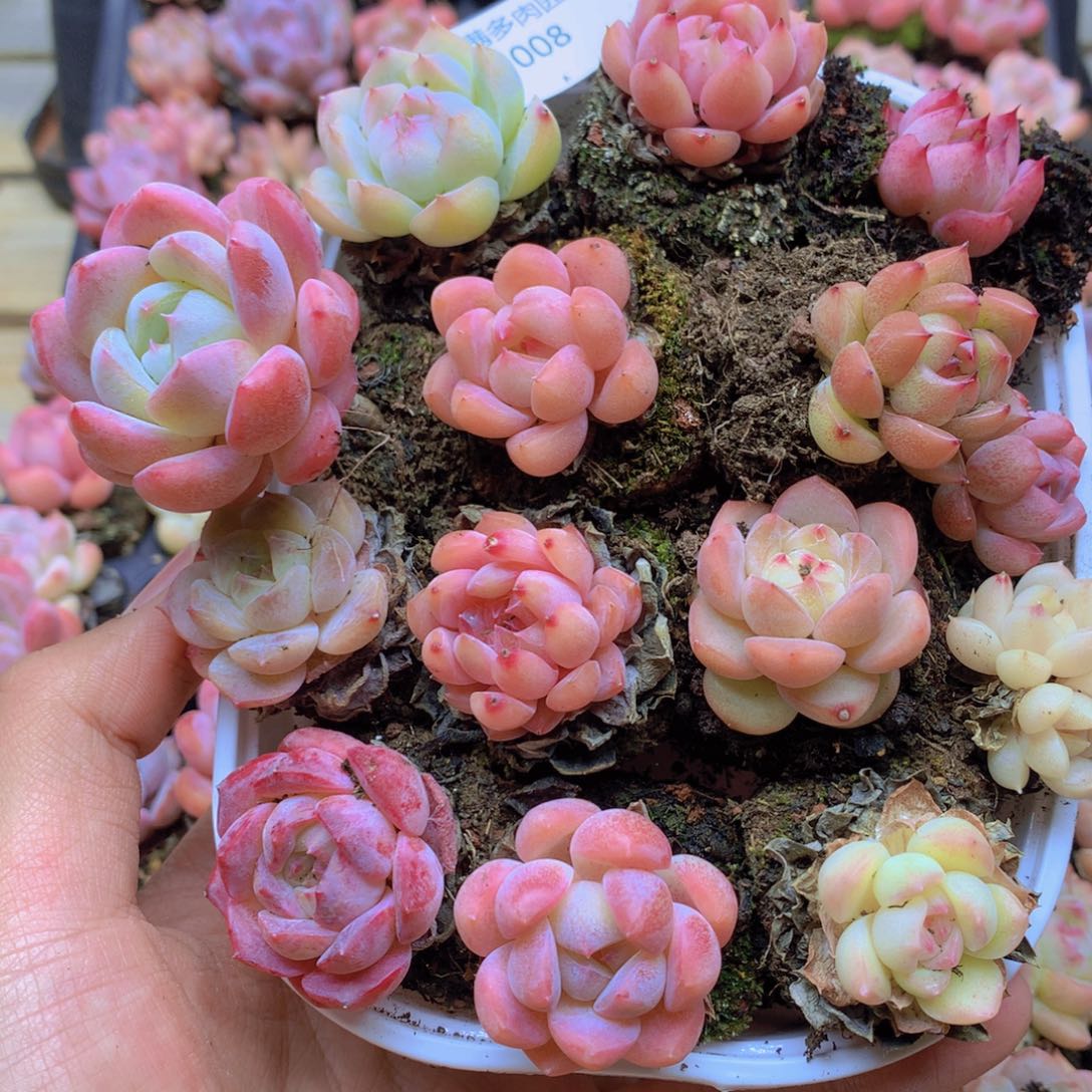 我要去看你了啊我的天008