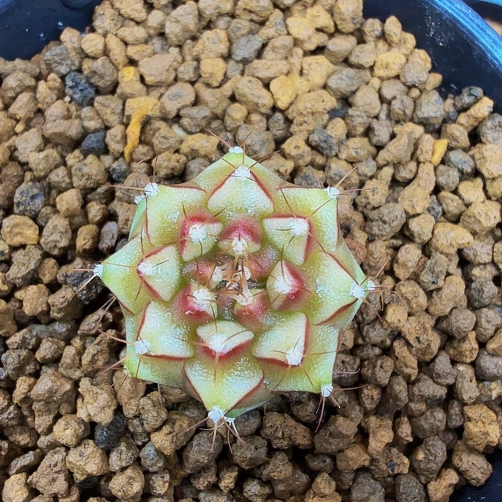 当前无花朵，栽培后可花朵