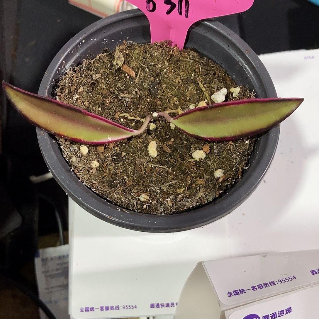 l***嘎完全开放冰糖外锦23