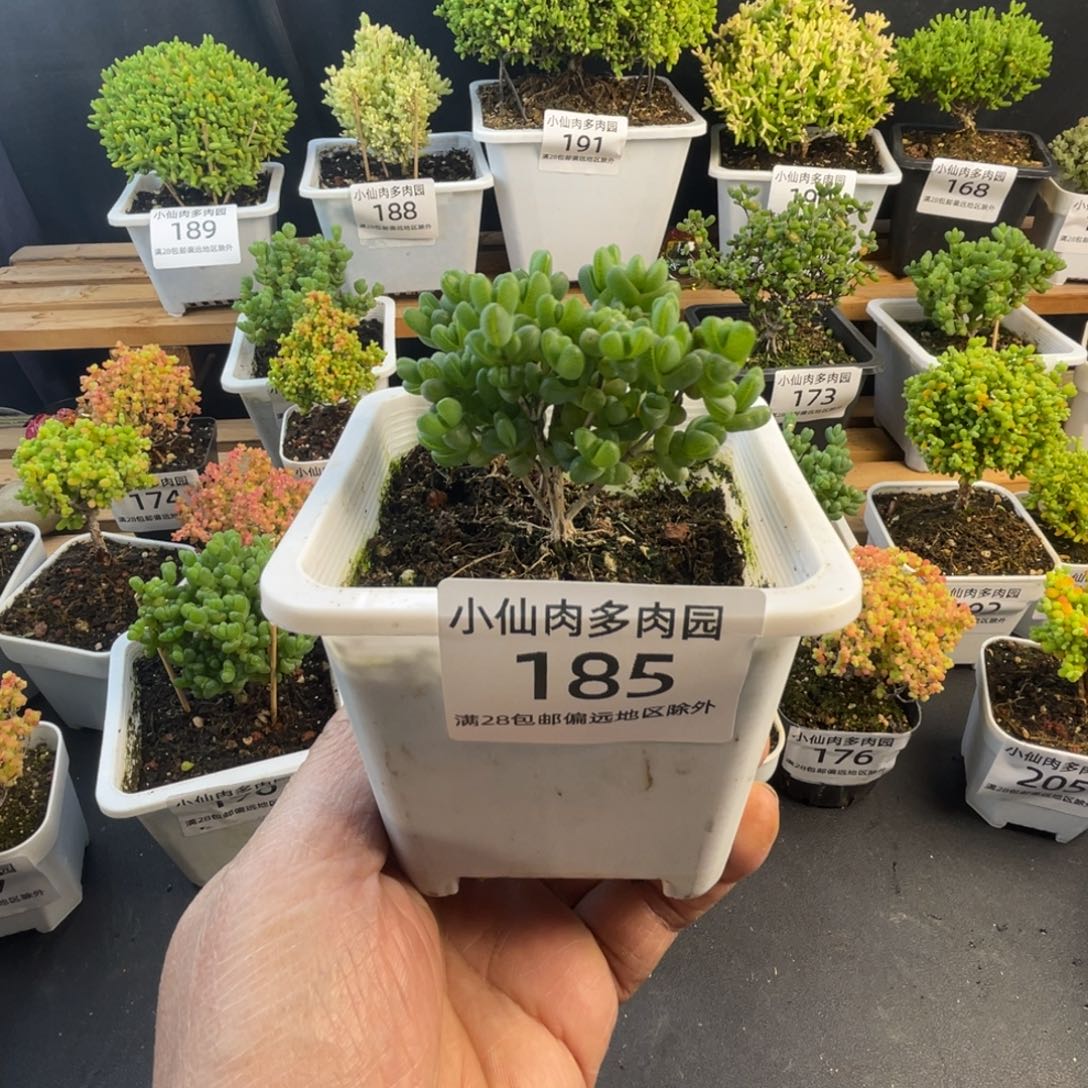 185枝干番杏10口盆元宝