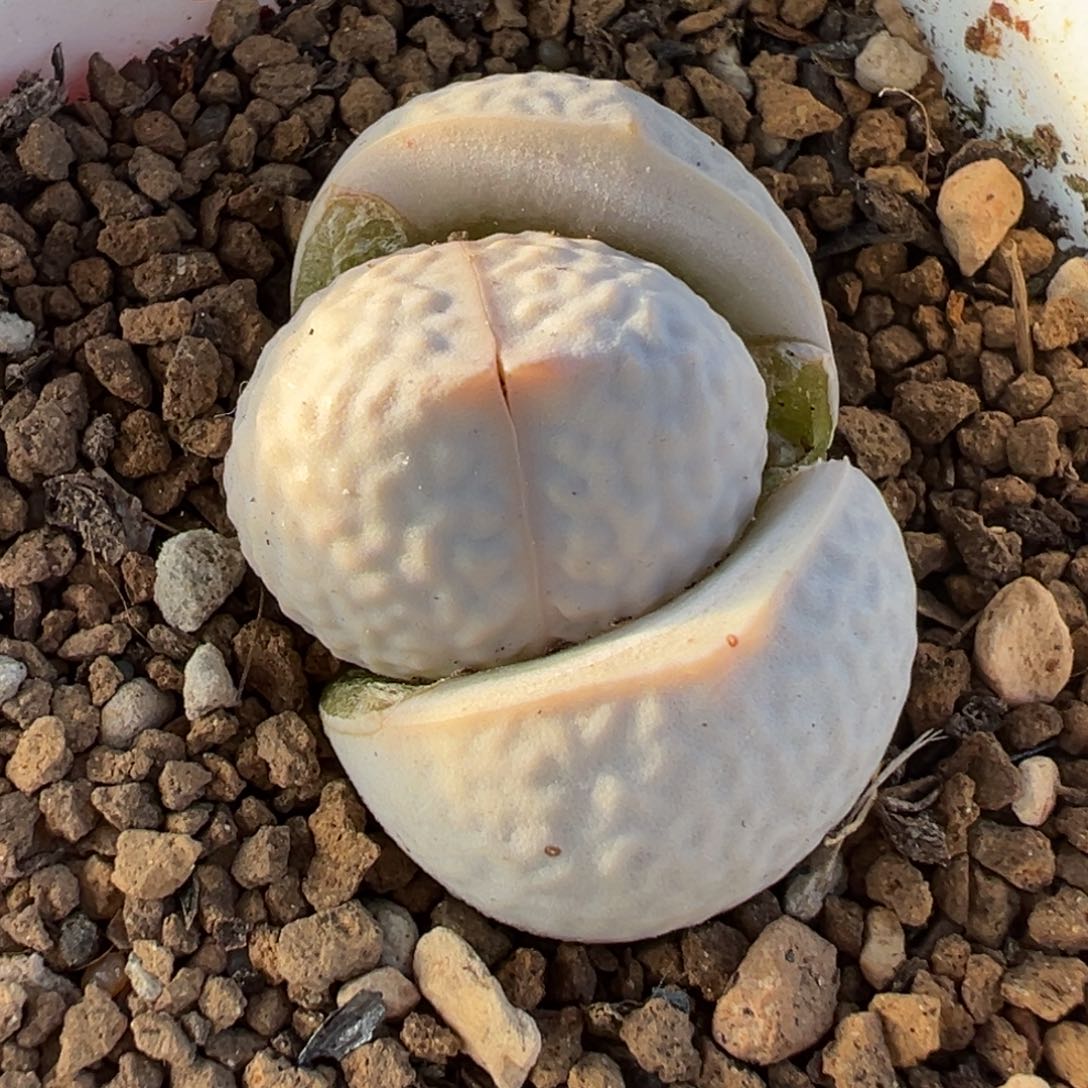 020多肉植物种类多样