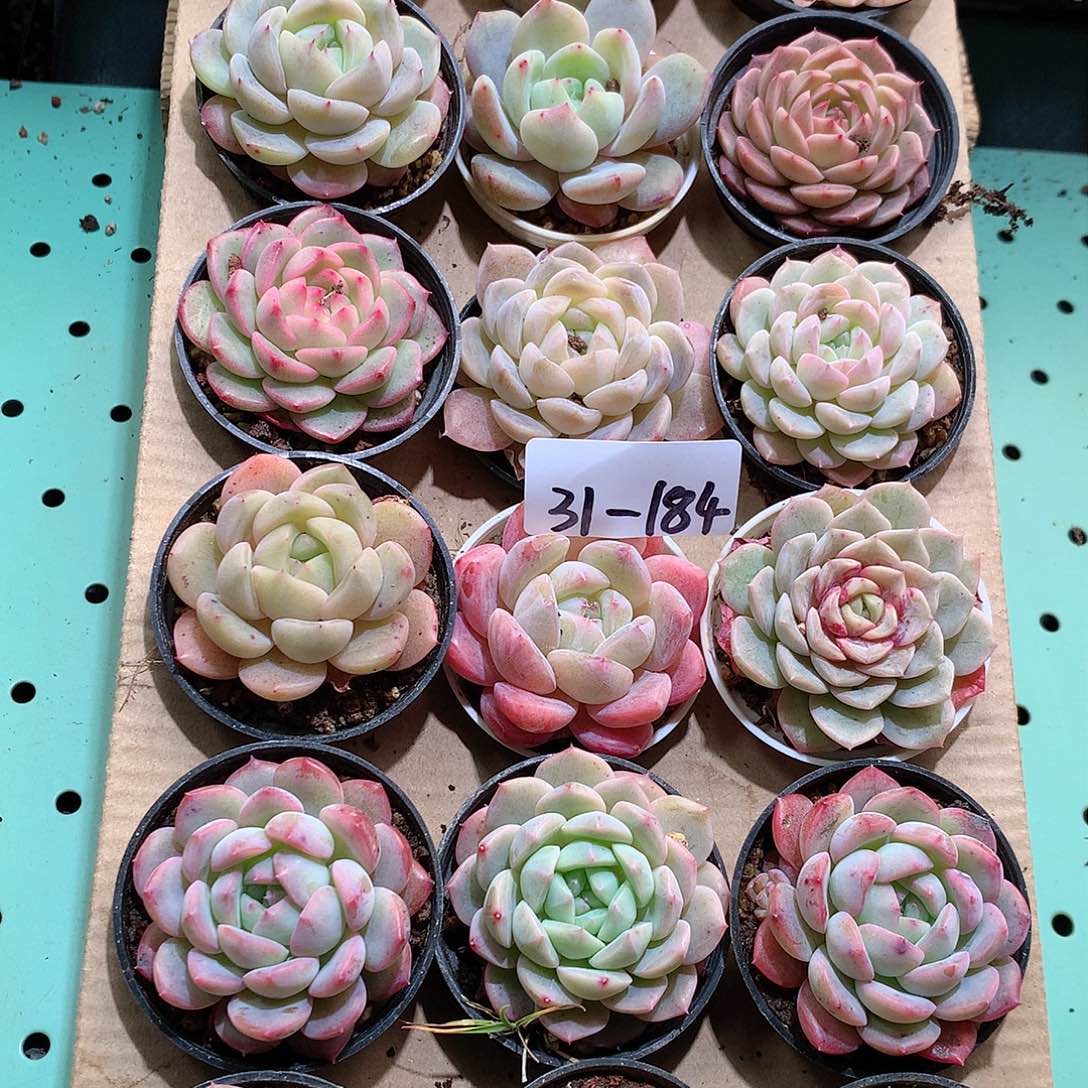 31-184一物一拍带盆18颗